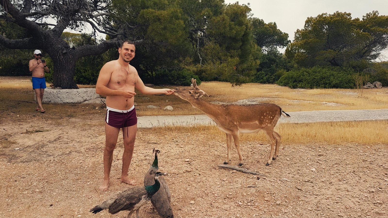 A deer and peacocks coming down to the beach on Moni to meet the crew